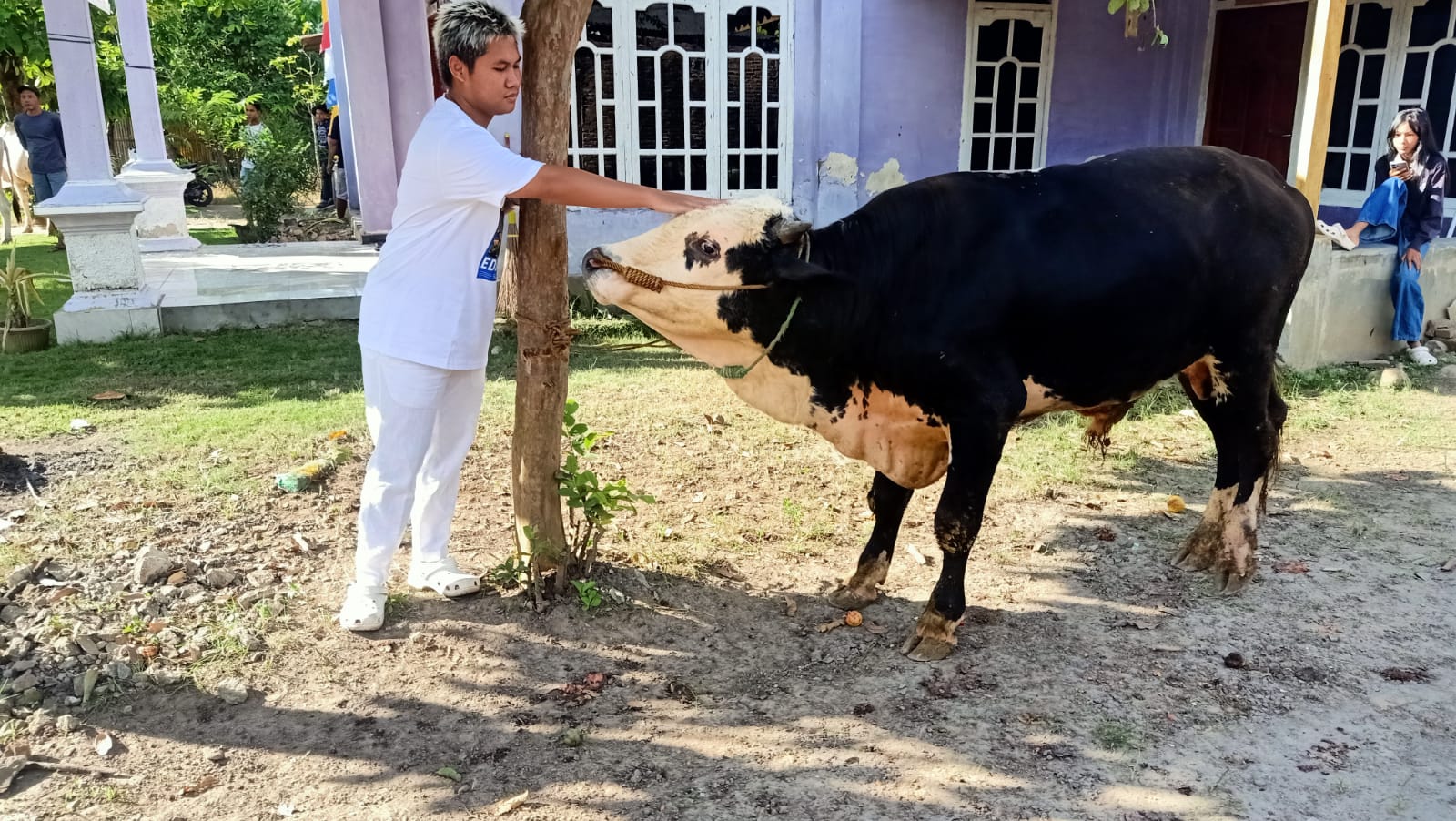 Berbagi, Konten Kreator Omped Visual berqurban Sapi Dengan Bobot Hampir Setengah Ton 